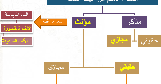 مؤنث حقيقي معنوي