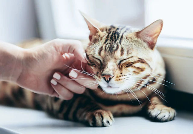 Let your cat guide you as to when and how you can pet her