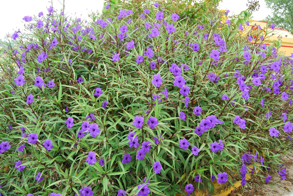 Mexican petunia Ruellia brittoniana care and culture Travaldo's blog