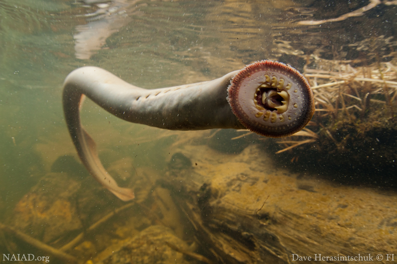 Real Monstrosities Lamprey