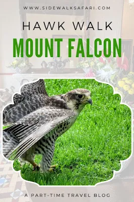 Take a Hawk Walk at Mount Falcon in County Mayo Ireland
