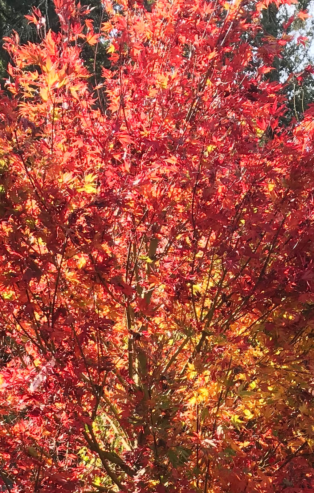 Orange Fall Color