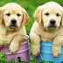 10 Problems Only Golden Retriever Owners Will Understand