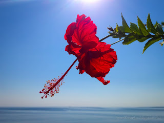 Beautiful Red Blooming Flower Of Tropical Hibiscus Or Rosemallow Grow By The Beach Village In The Morning Sunshine