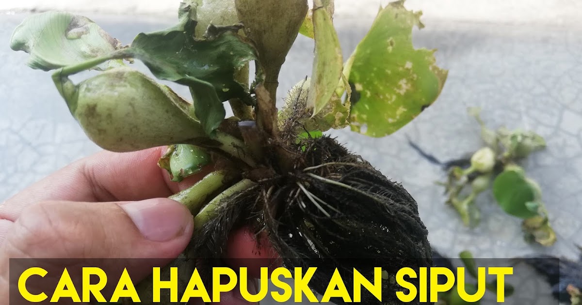 Cara Hilangkan Siput Perosak Pada Tumbuhan Air Akuarium Travel