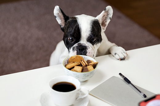 Jak oduczyć psa jedzenia ze stołu?