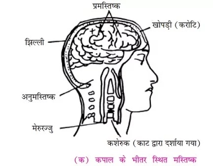 Brain-in-hindi