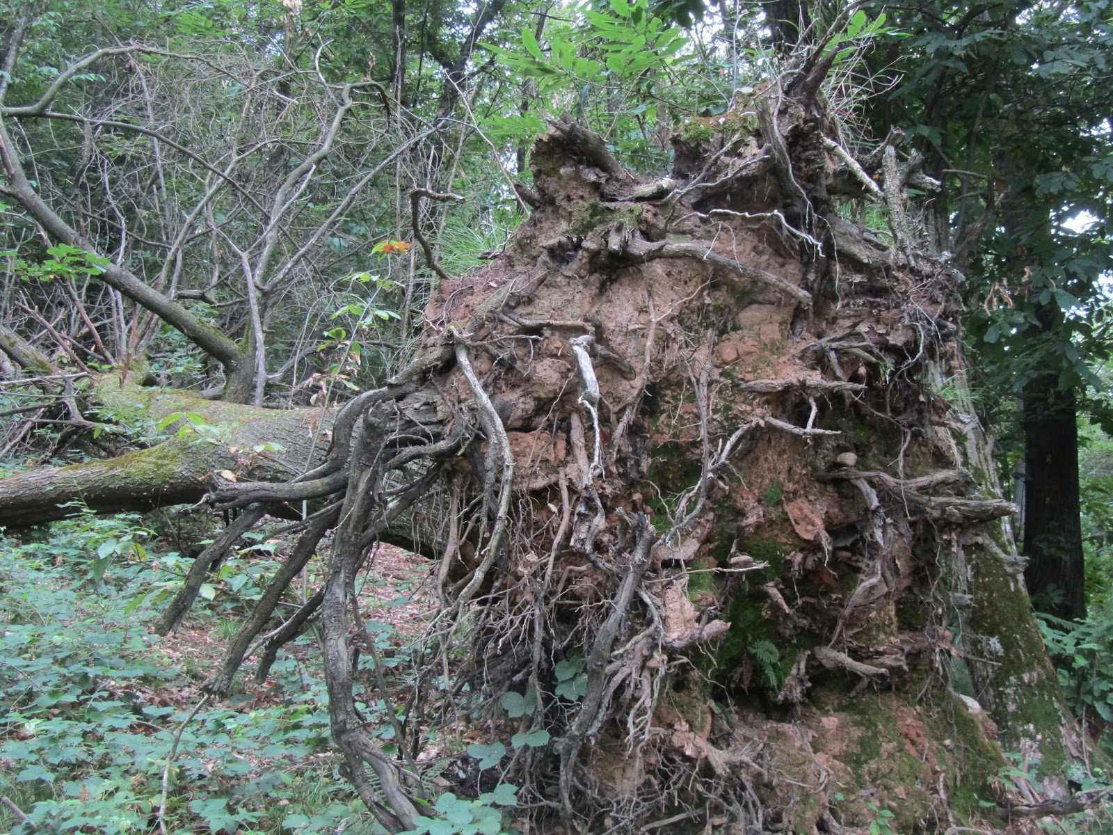 alberi con radici invasive per le fondamenta di casa