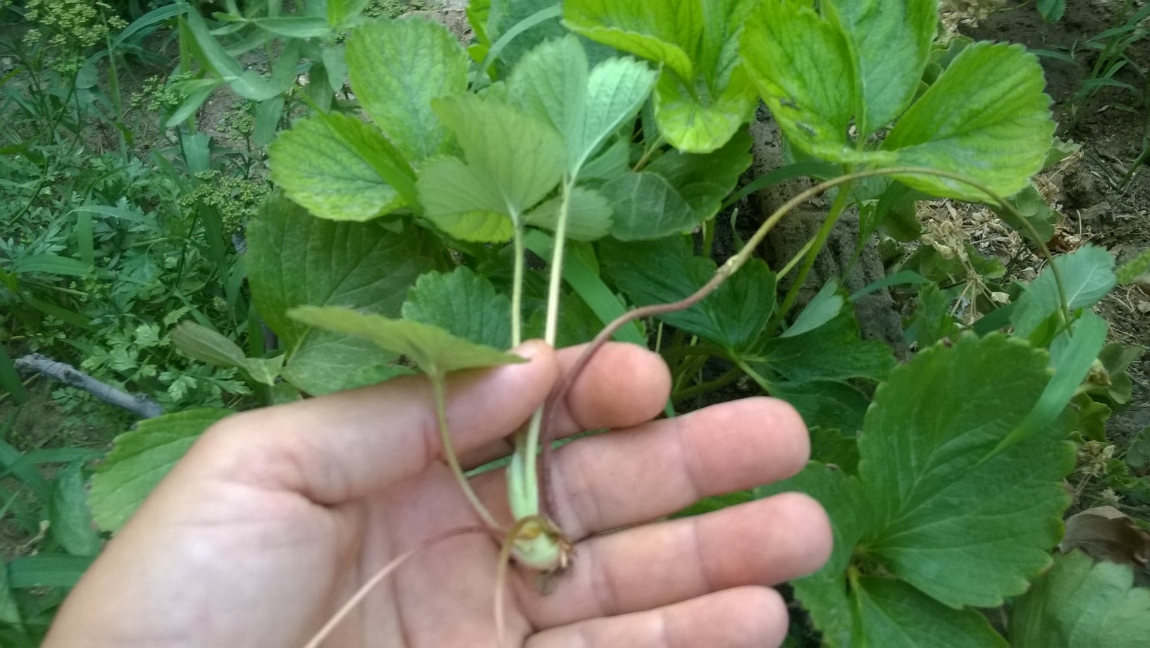 How to Propagate Strawberries from Runners