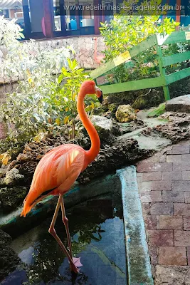 Curaçao também tem flamingos