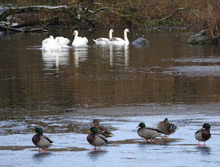 Disconsolate Ducks and Selfish Swans on pond at Figgate Park by Kevin Nosferatu for the Skulferatu Project