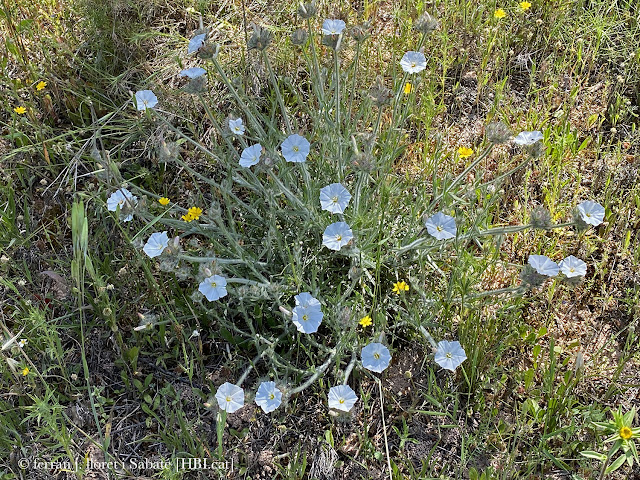 Mateta amb molts gloméruls en flor, observis una unica flor oferta per caíitol.