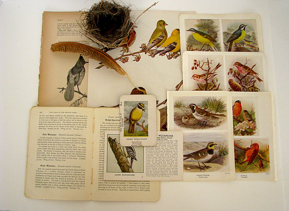 Bird In Everything Bird Kits