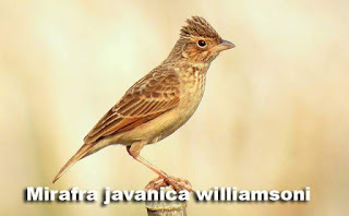 20 Jenis Branjangan 4 Diantaranya Ada Di Indonesia Gaco Gacor