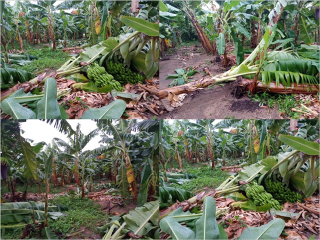 Ventos fortes destroem plantações de bananas no Projeto de Irrigação no município de Ponto Novo