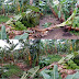 REGIÃO / Ventos fortes destroem plantações de bananas no Projeto de Irrigação no município de Ponto Novo