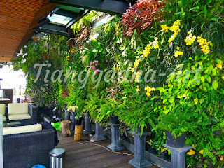 Jasa Pembuatan Taman Vertikal atau vertical garden Surabaya tianggadha art