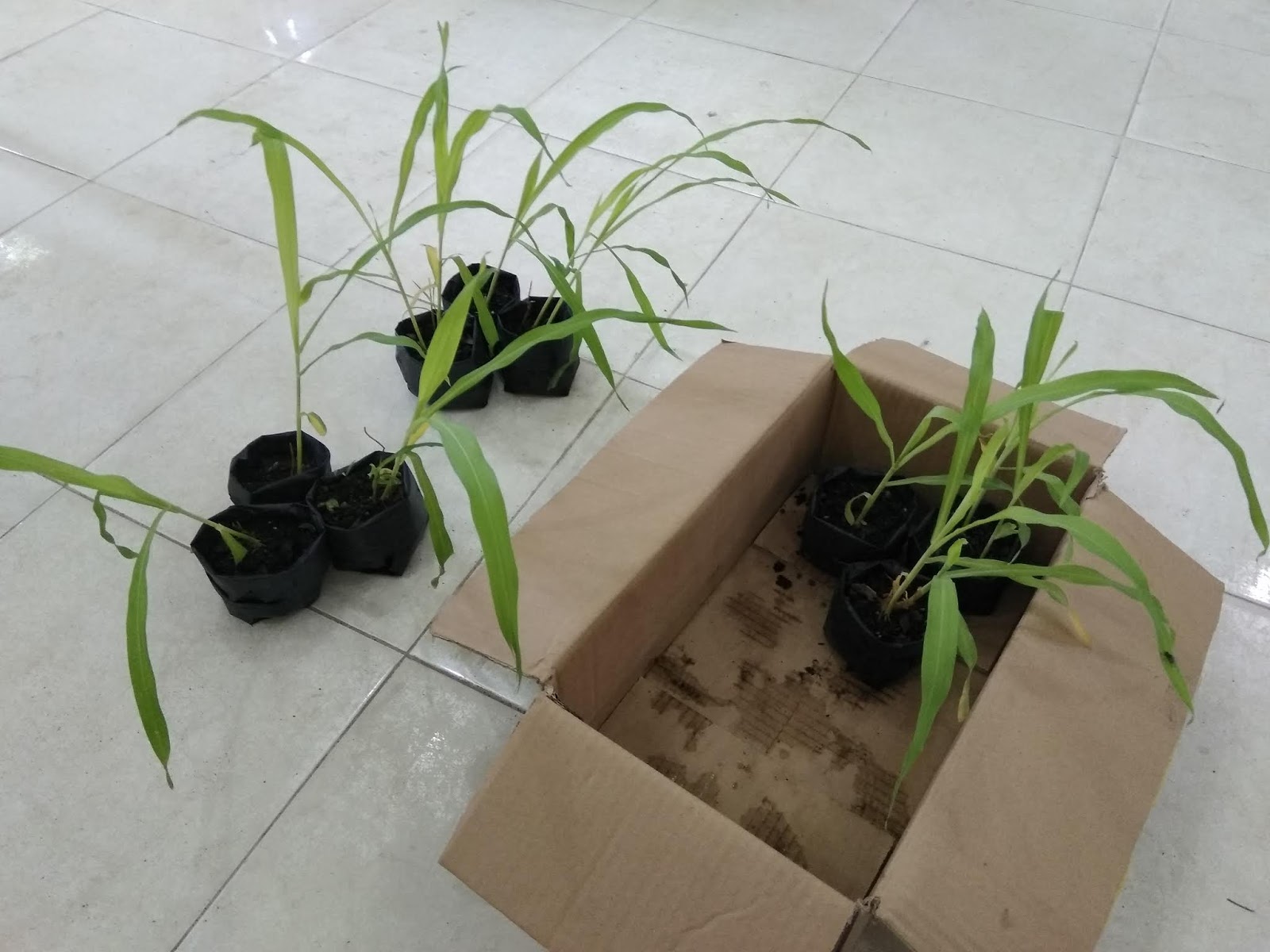 Gambar Kecambah Kacang Hijau Dan Jagung Rahman Gambar