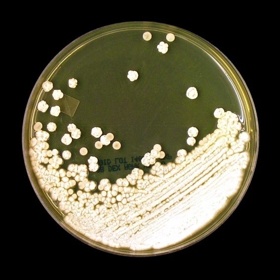 посев на грибы кандида