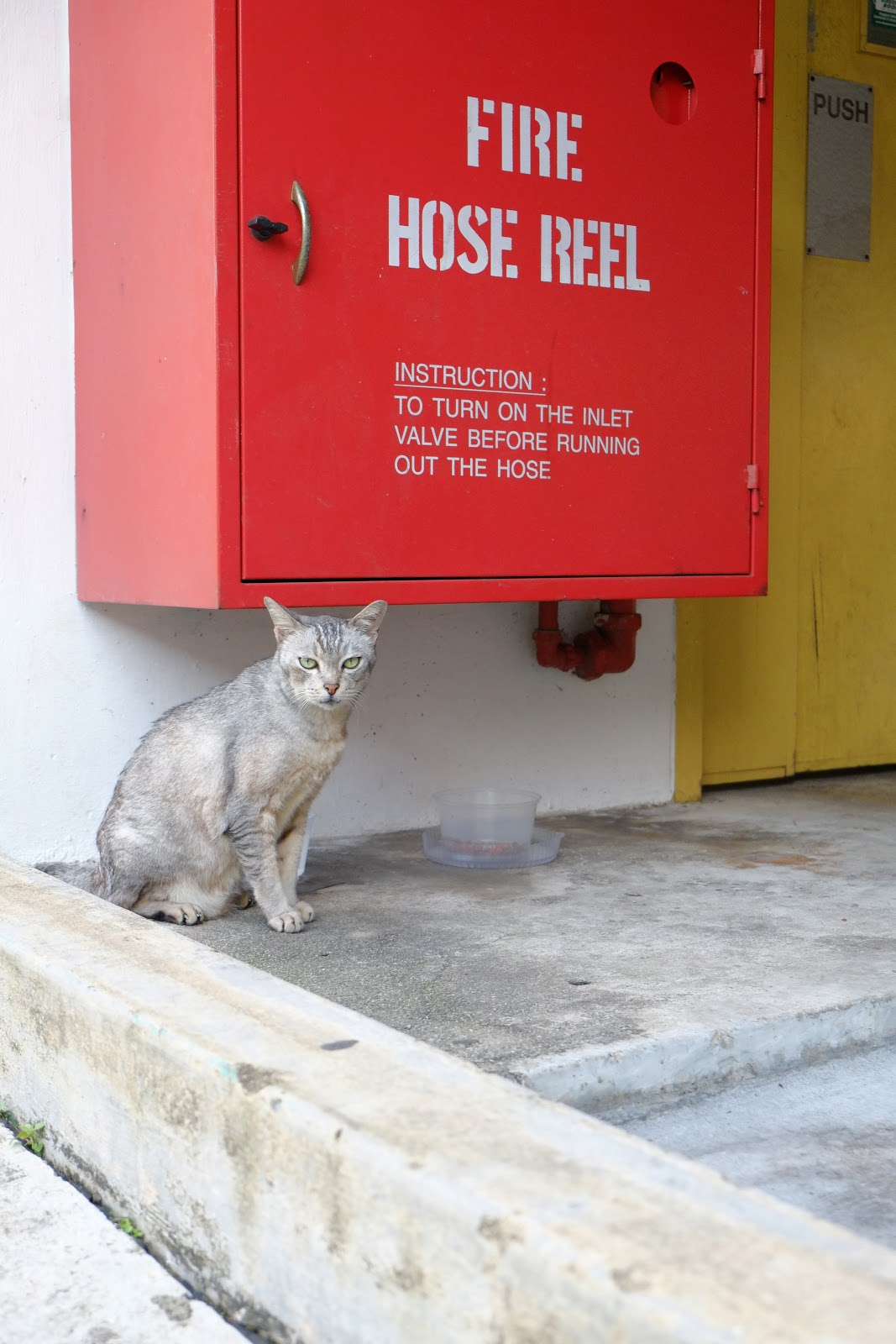 A lil Garden of Roses Cats
