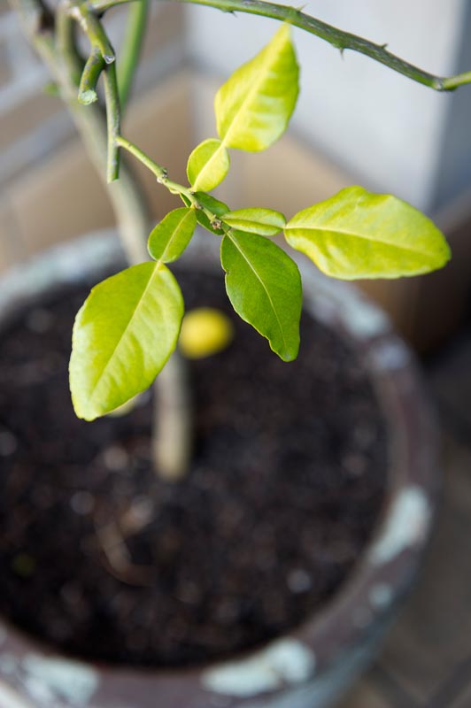 how to save a dying kaffir lime tree with yellowing leaves