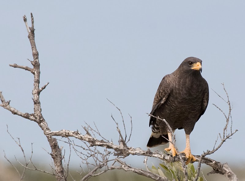falcon w noir