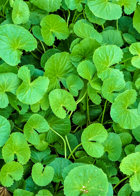 Tout ce qu'on doit savoir sur la centella asiatica : Propriétés, bienfaits et utilisations