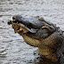 Alligator Great Pictures