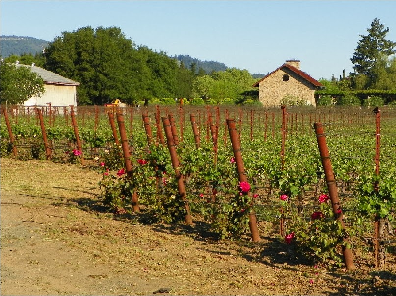 Paint Dance "Napa Morning", 9x12, impasto, palette knife