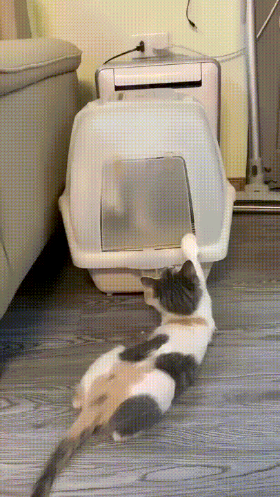 화장실에 갇힌 고양이 - 꾸르