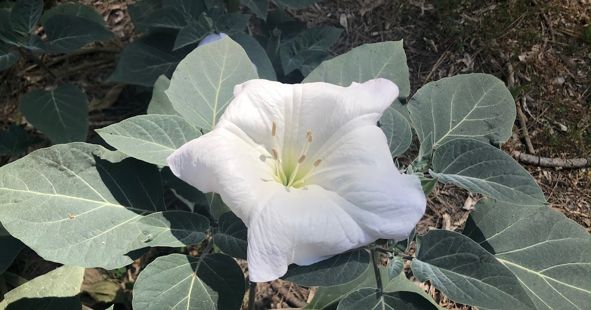 Traces of the Sacred By Ron Ottenad Loss, Grief and Trumpet Shaped