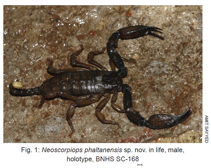 The Scorpion Files Newsblog A New Species Of Neoscorpiops From India