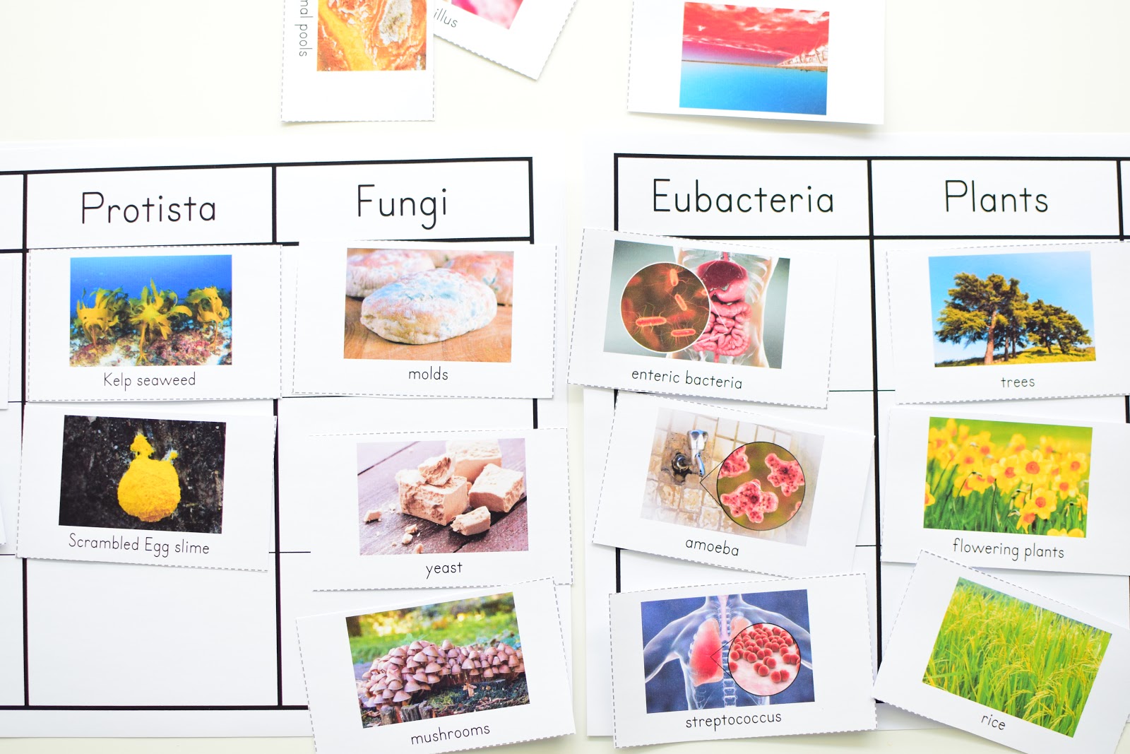 Introducing the 6 Kingdoms of Life | The Pinay Homeschooler