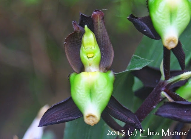 Catasetum tenebrosum. 2013 (c) Elma Muñoz