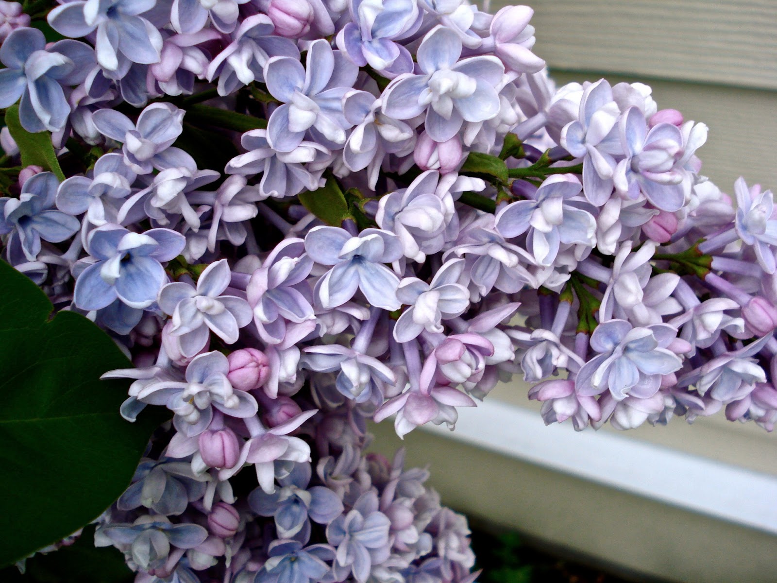 The Poem Home Lilacs in the Dooryard Bloom