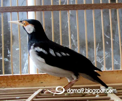 45+ Burung jalak suren lokal terupdate