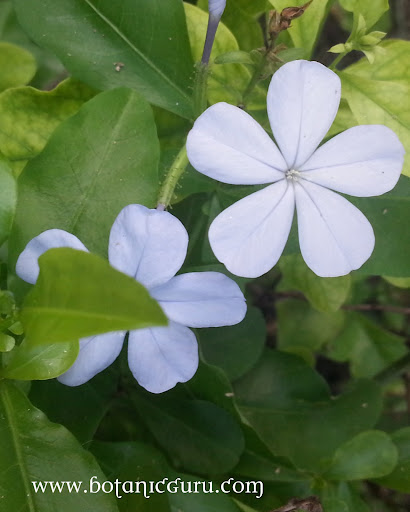 Plumbago auriculata