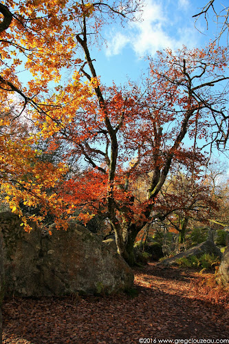 Hêtre à l'automne, Bas Cuvier, Fontainebleau