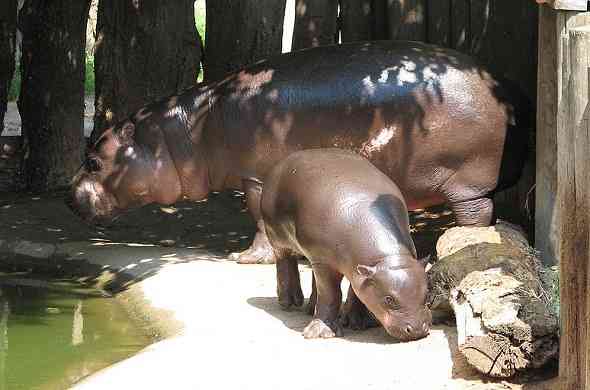 pygmy-hippopotamus-فرس-النهر-القزم