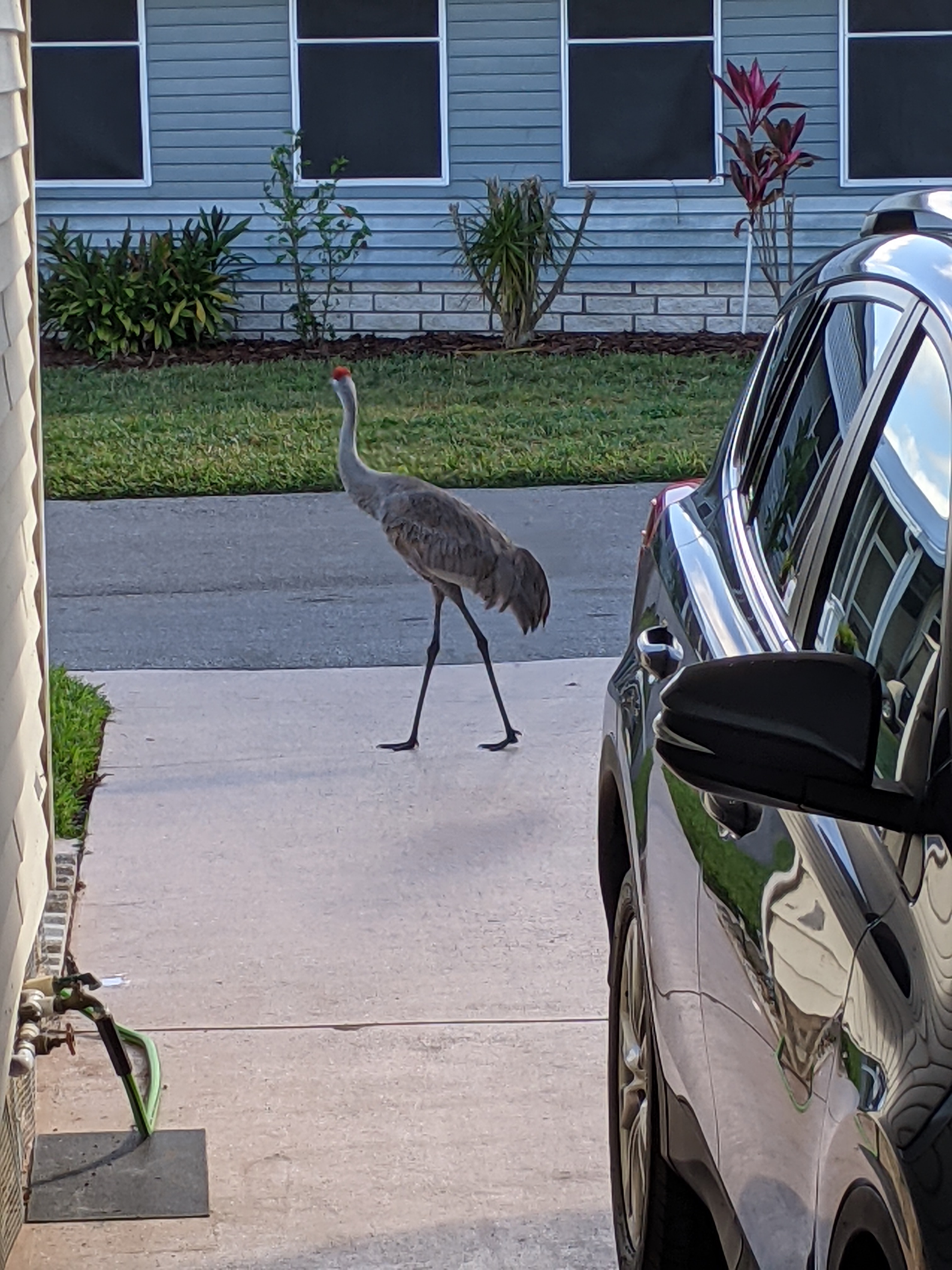 TUMBLEWEED Roof Leak Fixed Visit Vaccine Dentist