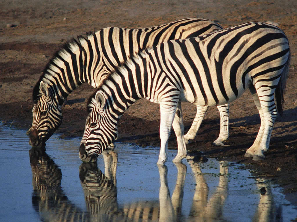 gambar kuda zebra