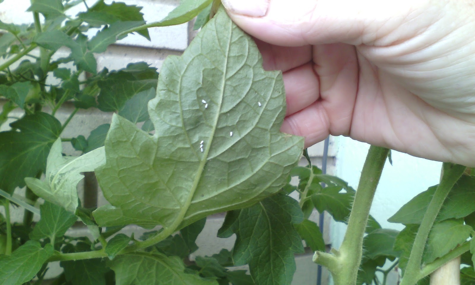 TOMATES TERRAZA PACO+HUERTO OCIO MOSCA BLANCA EN TOMATERAS
