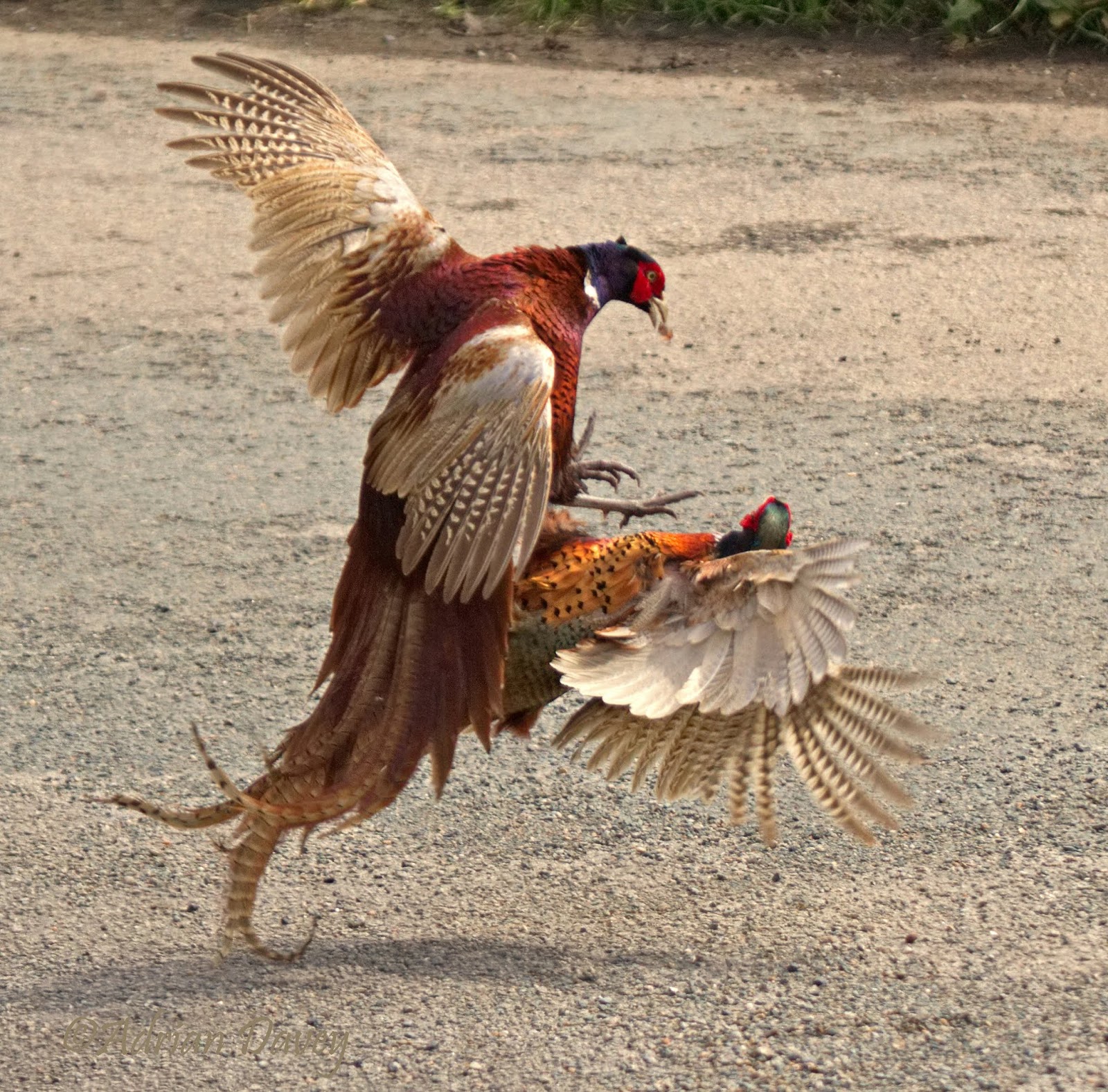 гриф рюппеля. африканский белоголовый гриф. отряд стервятники. птицы старого света. птицы падальщики в африке.