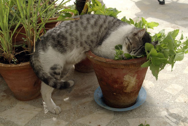 cat sleeping in a catnip plant.