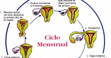 Ciclo ovarico y ciclo menstrual