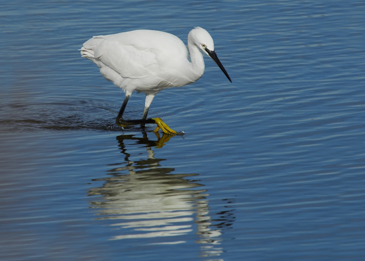 Zilverreiger