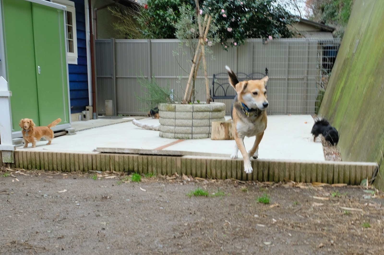 Pet Hotel 11 お庭番のブログ Kdpに行って感じたこと