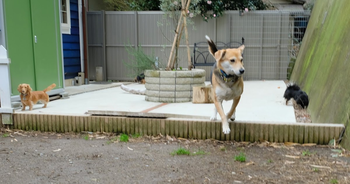 Pet Hotel 11 お庭番のブログ Kdpに行って感じたこと