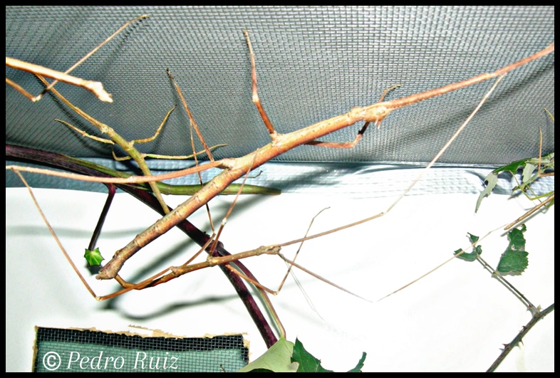 Cópula de Medauroidea extradentata Cópula de Medauroidea extradentata
