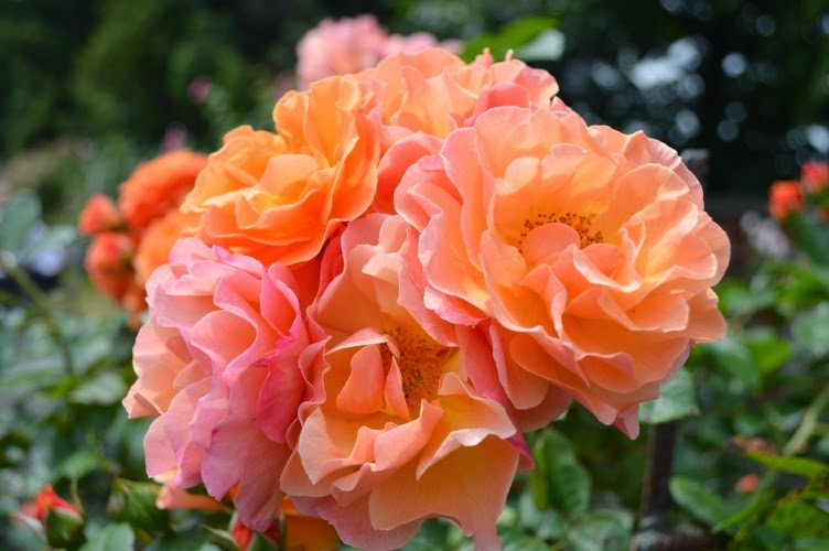 Hradec králové, rosarium, rozárium, 2014, zlatá růže hradce králové, česká republika, czech republic, rose, růže